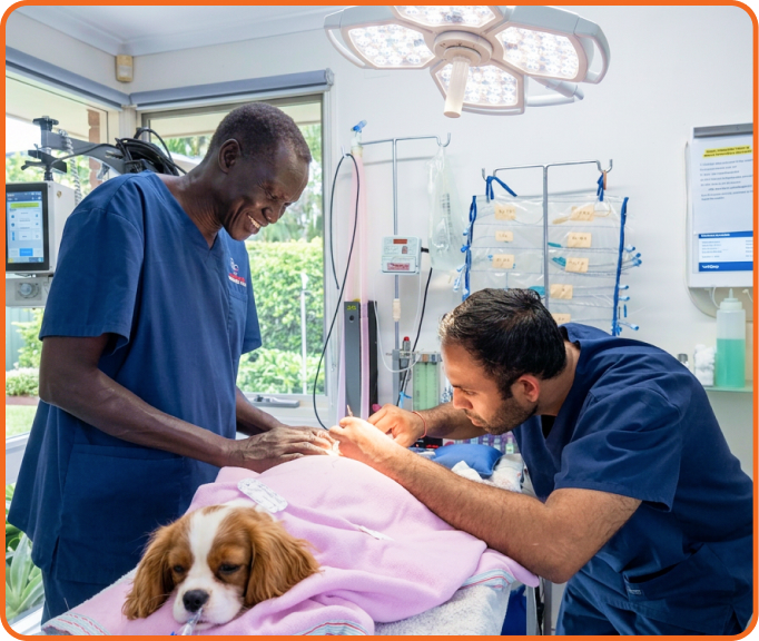 Veterinary care at Best Care Vets Beaconsfield